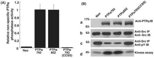 SRC (active) Antibody in Western Blot (WB)