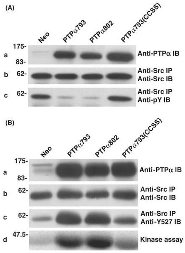 SRC (active) Antibody in Western Blot (WB)