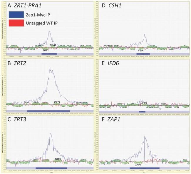 c-Myc Antibody in ChIP Assay (ChIP)