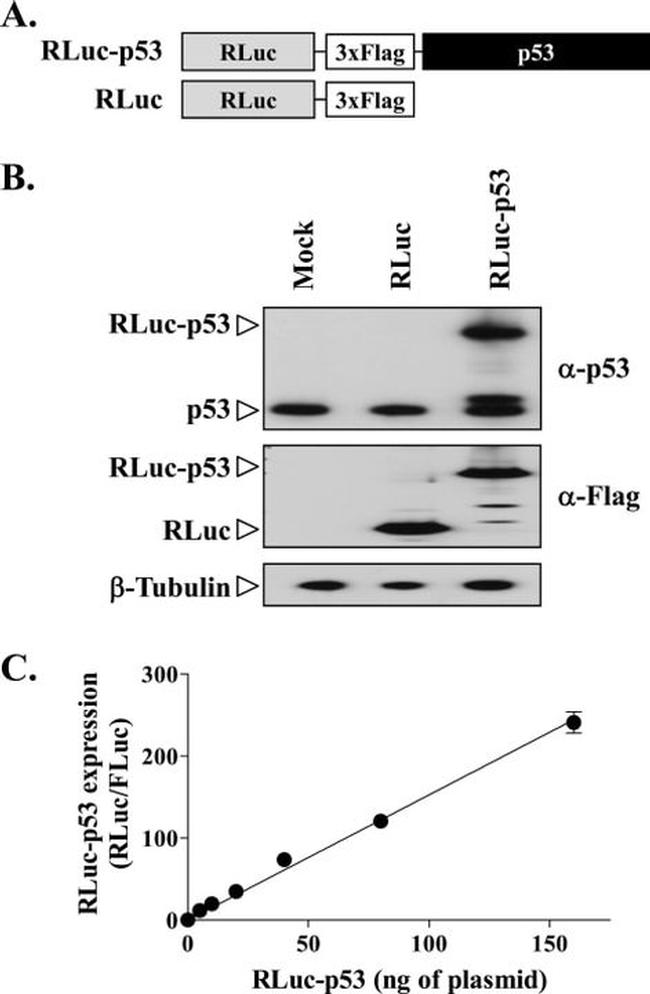 p53 Antibody in Western Blot (WB)