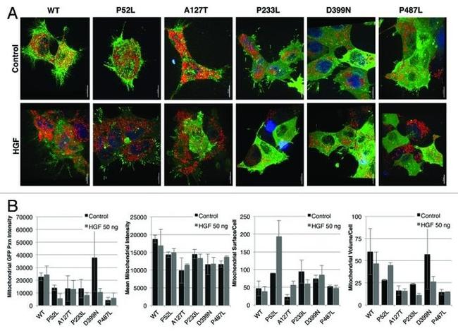 Paxillin Antibody in Immunocytochemistry (ICC/IF)