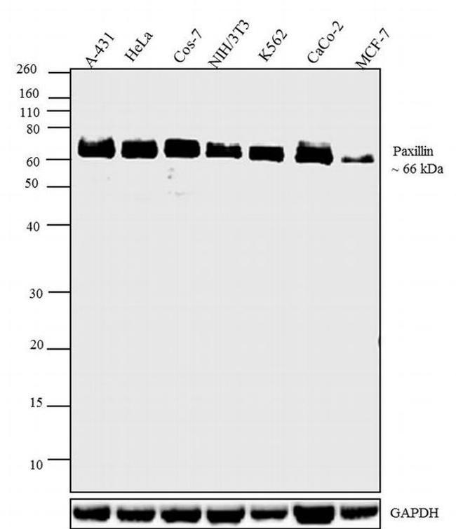 Paxillin Antibody in Western Blot (WB)