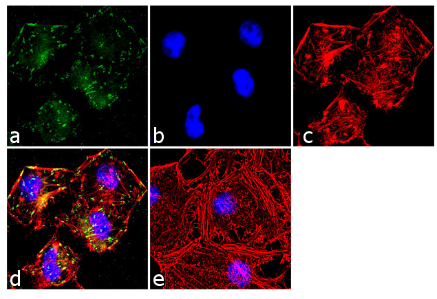 Paxillin Antibody in Immunocytochemistry (ICC/IF)