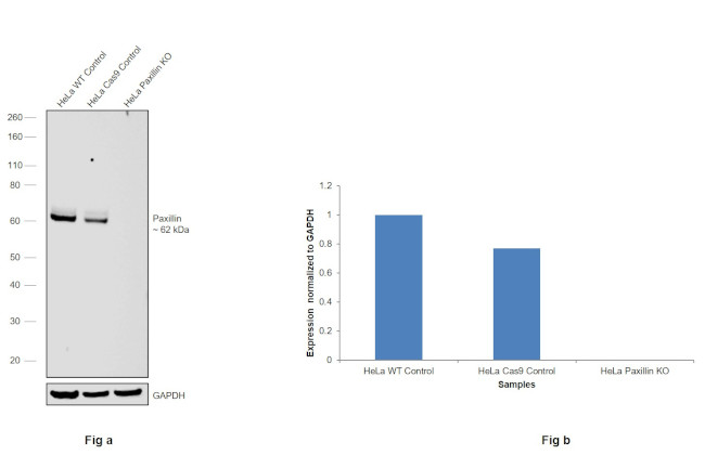 Paxillin Antibody