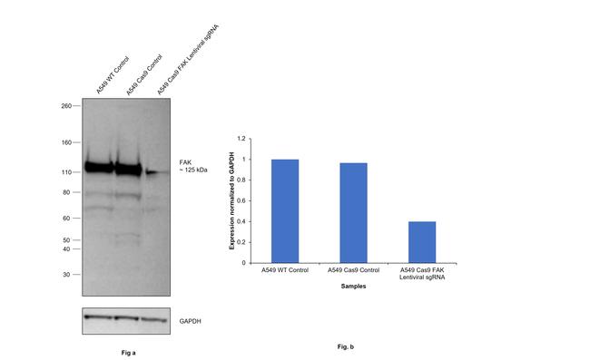 FAK Antibody in Western Blot (WB)