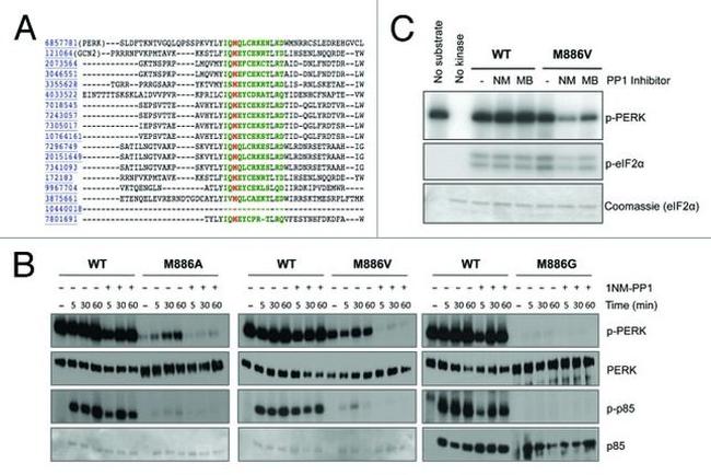 EIF2S1 Antibody in Western Blot (WB)