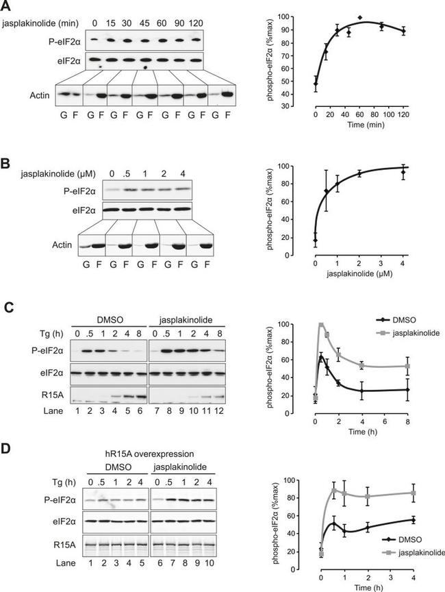 EIF2S1 Antibody in Western Blot (WB)