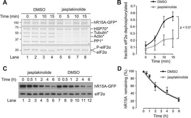 EIF2S1 Antibody in Western Blot (WB)