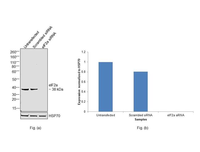 EIF2S1 Antibody in Western Blot (WB)