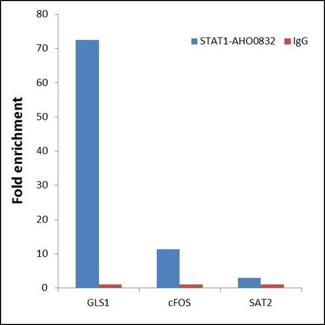 STAT1 Antibody