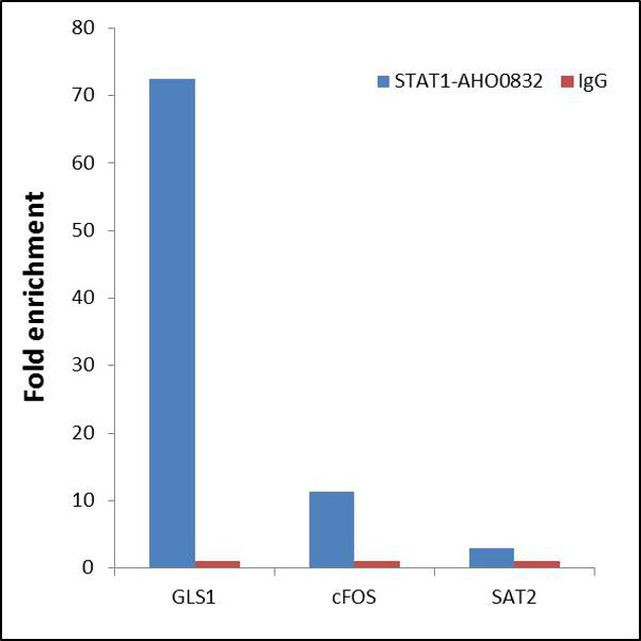 STAT1 Antibody in ChIP Assay (ChIP)