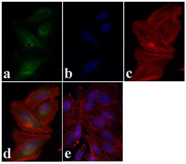 PRAS40 Antibody in Immunocytochemistry (ICC/IF)