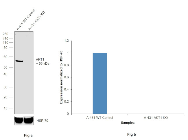 AKT1 Antibody