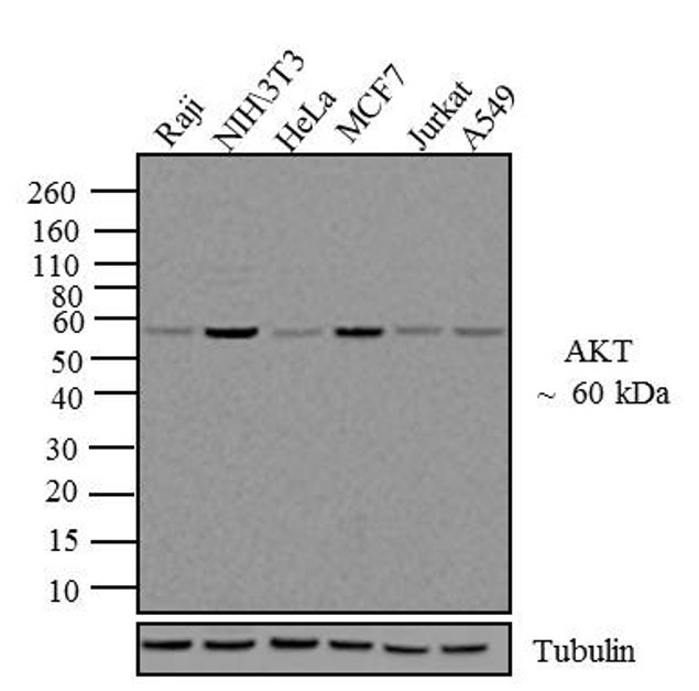 AKT1 Antibody in Western Blot (WB)