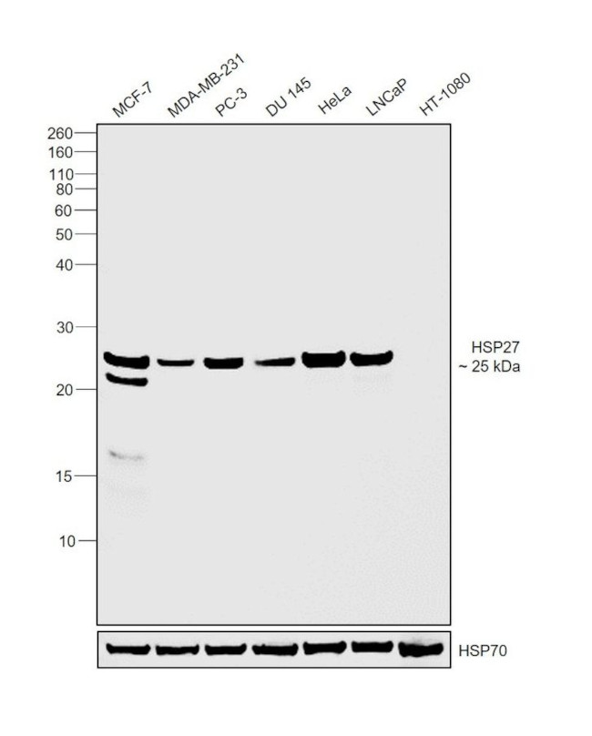 HSP27 Antibody