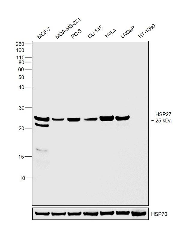 HSP27 Antibody in Western Blot (WB)