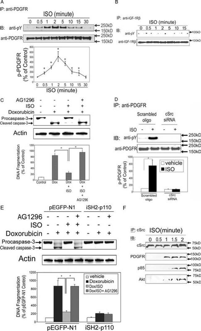 SRC Antibody in Western Blot, Immunoprecipitation (WB, IP)