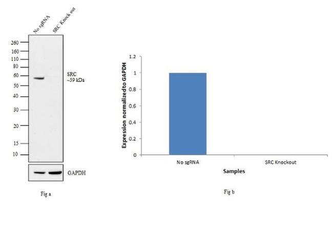 SRC Antibody in Western Blot (WB)