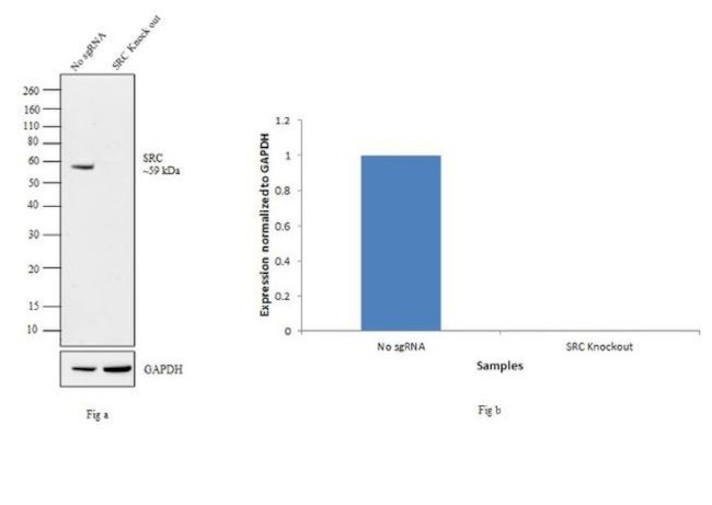 SRC Antibody