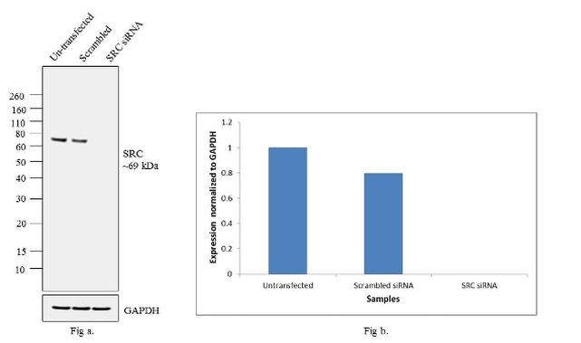 SRC Antibody