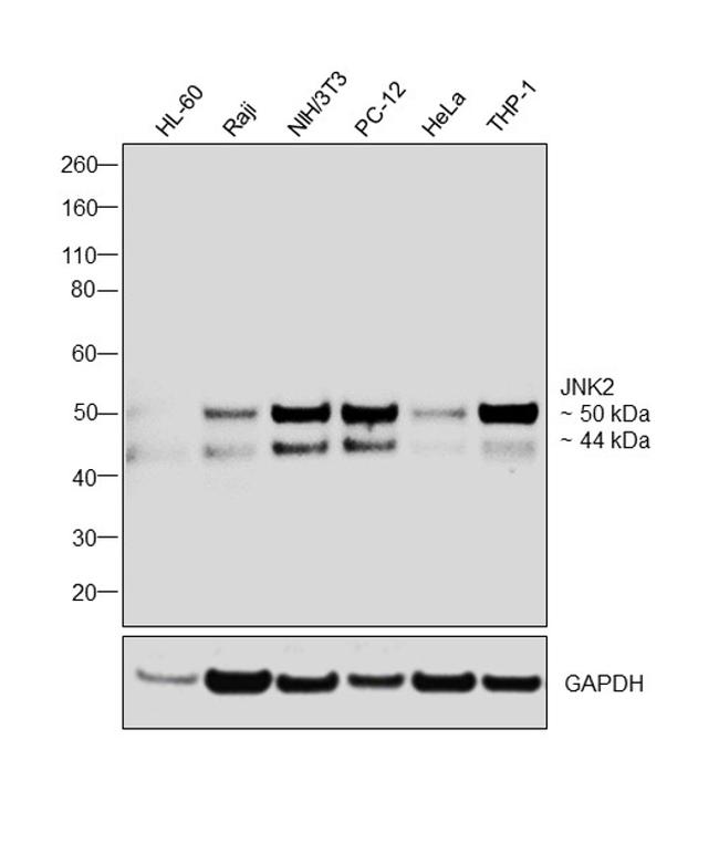 JNK2 Antibody in Western Blot (WB)