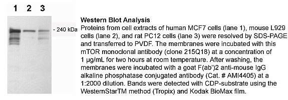 mTOR Antibody in Western Blot (WB)