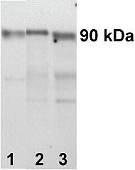 IGF1R beta Antibody in Western Blot (WB)