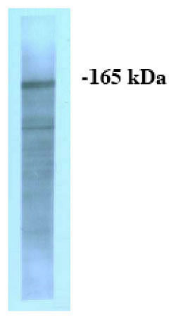 IRS1 Antibody in Western Blot (WB)