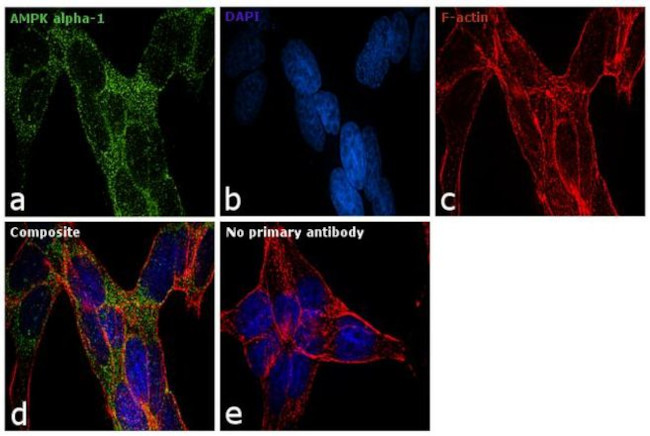 AMPK alpha-1 Antibody in Immunocytochemistry (ICC/IF)