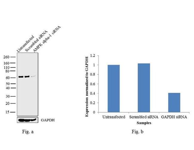 AMPK alpha-1 Antibody in Western Blot (WB)