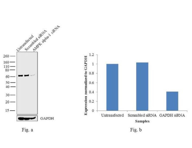 AMPK alpha-1 Antibody