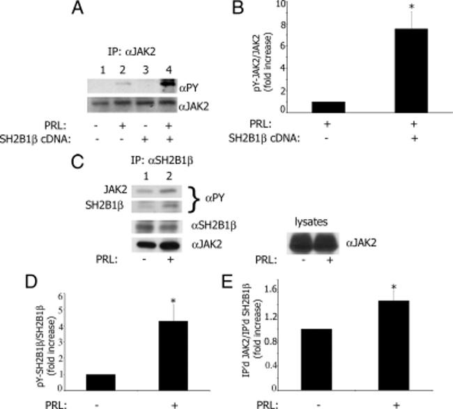 JAK2 Antibody in Western Blot, Immunoprecipitation (WB, IP)