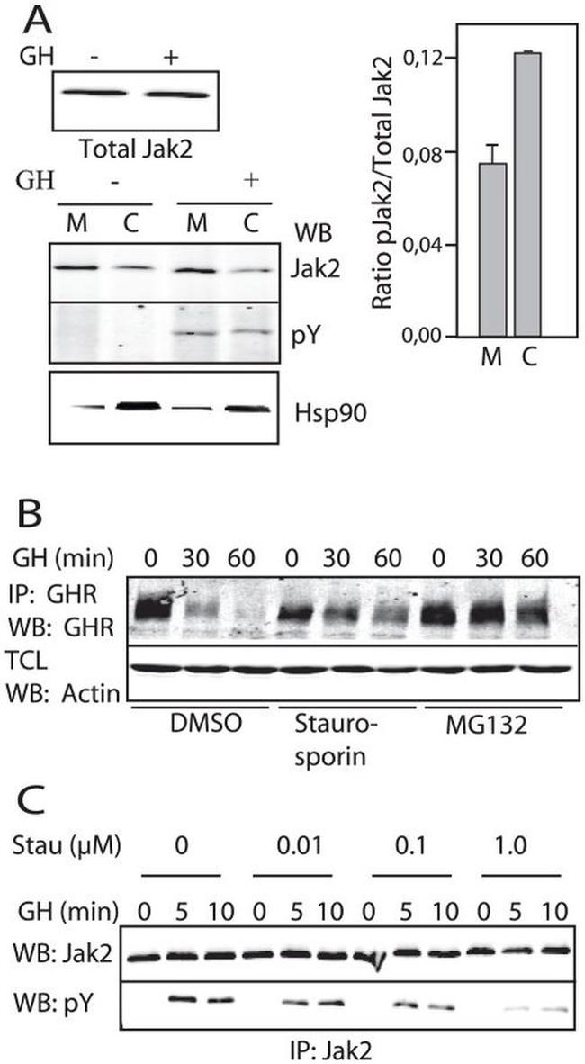 JAK2 Antibody in Western Blot, Immunoprecipitation (WB, IP)