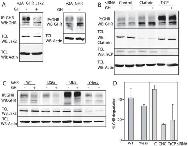 JAK2 Antibody in Western Blot (WB)