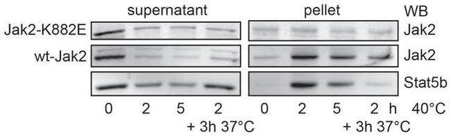 JAK2 Antibody in Western Blot (WB)