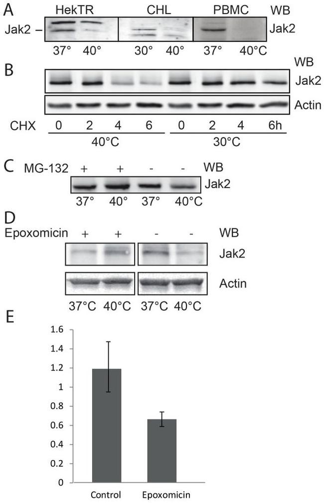 JAK2 Antibody in Western Blot (WB)