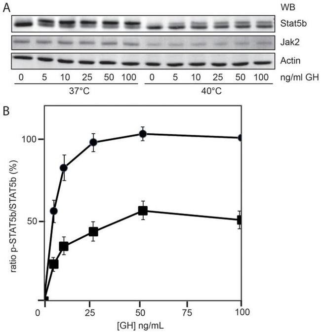 JAK2 Antibody in Western Blot (WB)