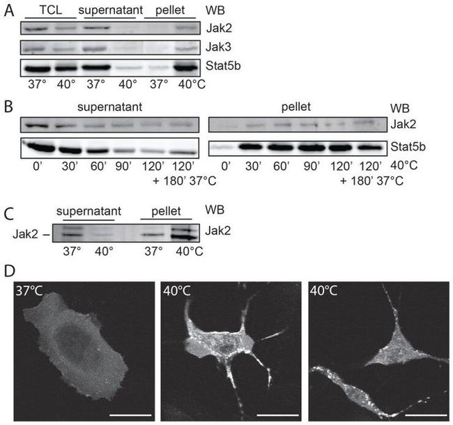 JAK2 Antibody in Western Blot (WB)