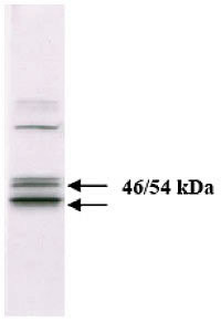 JNK1/JNK2 Antibody in Western Blot (WB)