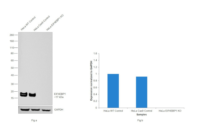 4EBP1 Antibody