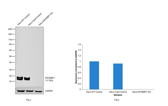 4EBP1 Antibody in Western Blot (WB)