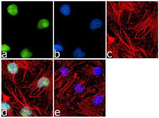 LKB1 Antibody in Immunocytochemistry (ICC/IF)