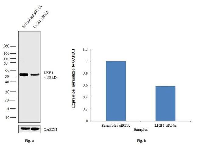 LKB1 Antibody in Western Blot (WB)