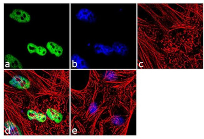 Histone H3 Antibody in Immunocytochemistry (ICC/IF)