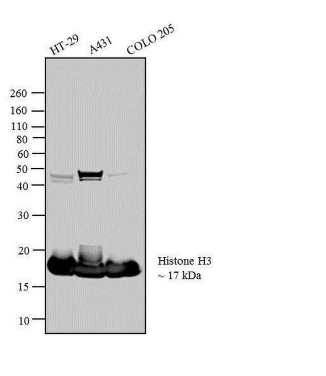 Histone H3 Antibody in Western Blot (WB)