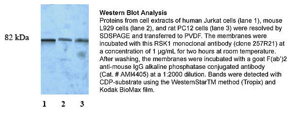 RSK1 Antibody in Western Blot (WB)