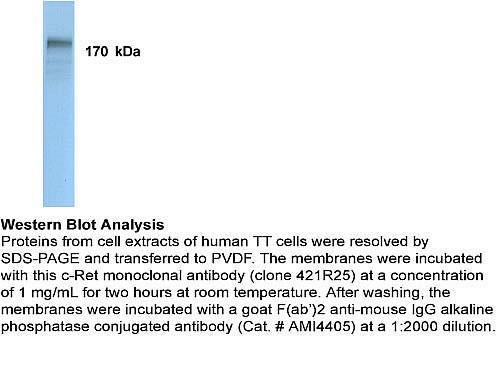RET Antibody in Western Blot (WB)