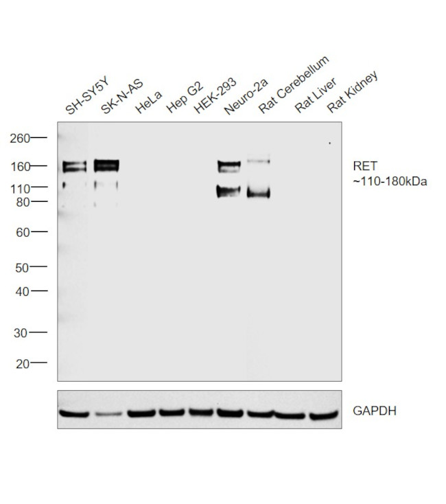 RET Antibody