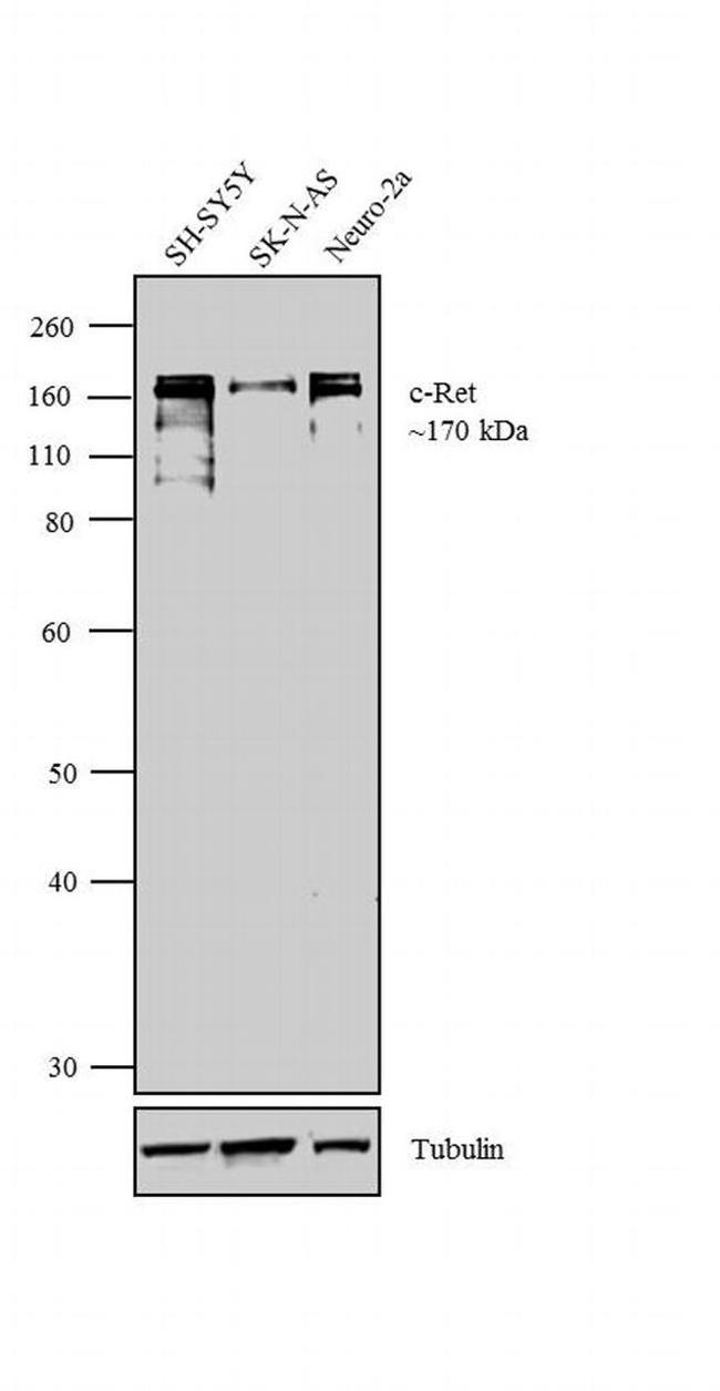 RET Antibody in Western Blot (WB)