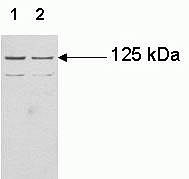 JAK3 Antibody in Western Blot (WB)